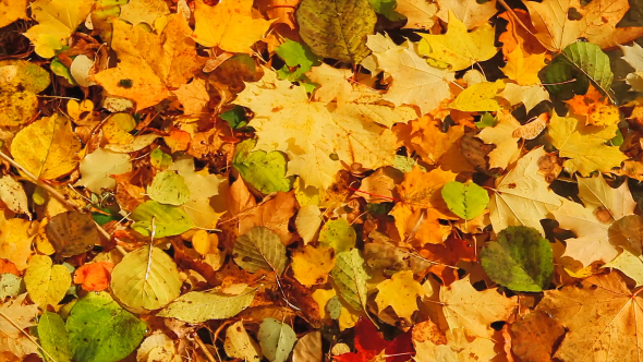 Autumn Leaves In The Lake