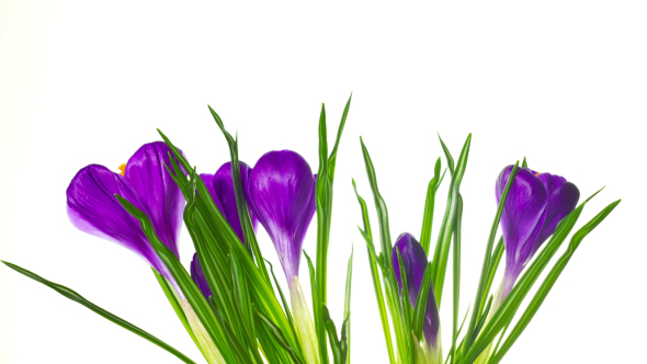 Crocus Flowers Blossoms alt