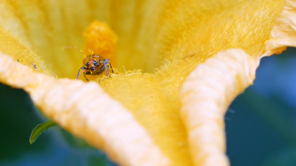 Red Melon Beetle on Pumpkin Flower