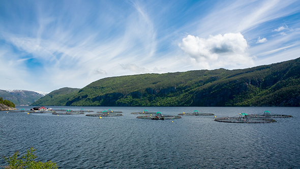 Farm Salmon Fishing, Stock Footage | VideoHive