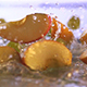 Fruits Falling - VideoHive Item for Sale