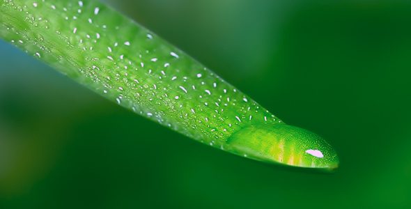 water drop from leaf