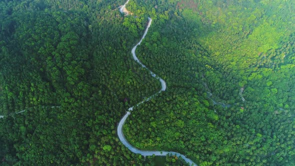 Deep Forest Tree Landscape Curved Road Aerial View
