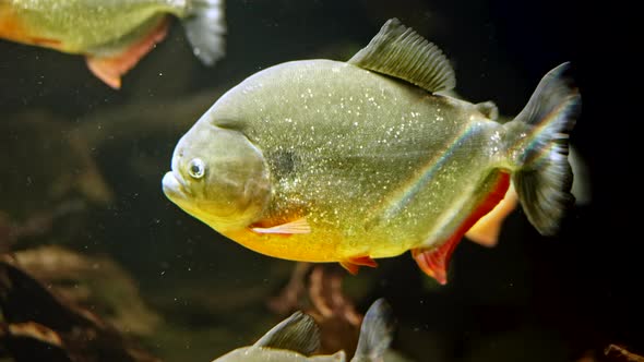 Predatory Hungry Freshwater Red Bellied Piranha Fish Swimming in River Water in South America Jungle alt