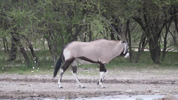 Two gemsbok walking around a waterpool  alt