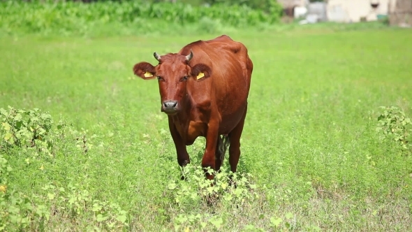 Cow Grazing On a Sunny Day In The Field