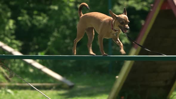 Dog Is Timidly Walking on a Dog Walk Plank. alt