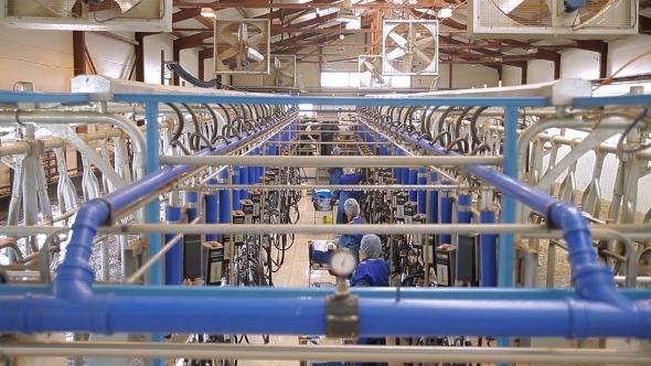 Milking Plant For Cows