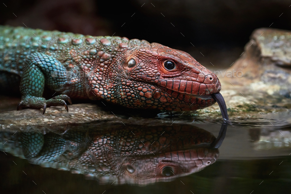 Northern caiman lizard (dracaena guianensis) - Stock Photo - Images