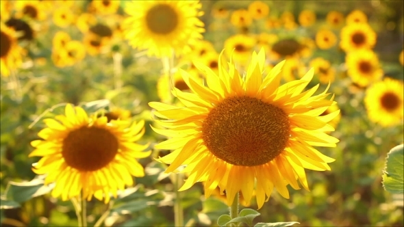Sunflowers On a Sunny Day