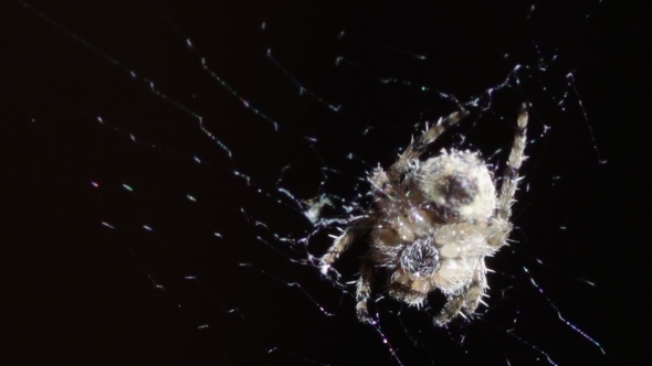 Spider On The Web alt