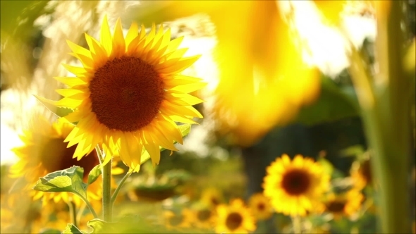 Flowers Sunflower On a Summer Evening