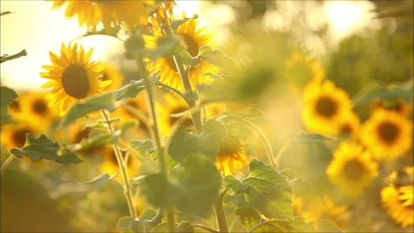 Harvest Sunflower On a Sunny Summer Day