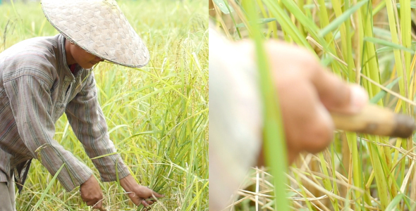 Agriculture Workers On Rice Field alt