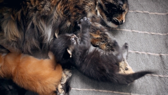 Maine Coon Kitten With Mom Cat