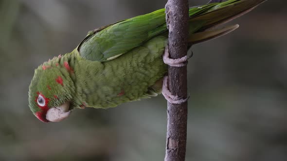 A Mitred Parakeet Vocalizing Perched on a Small Branch with Close up. Vertical Video alt