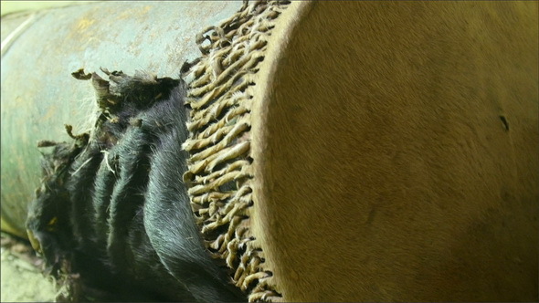 Fury Black Hair of an Animal on the Barrel alt