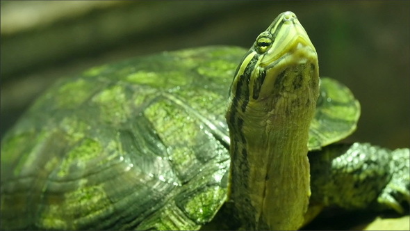 An Annam Leaf Turtle with its Heads Up High