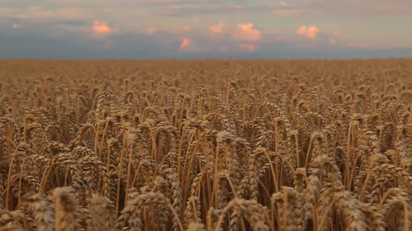 Field with Grain Harvest