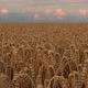Field with Grain Harvest - VideoHive Item for Sale