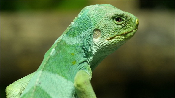 A Lizard Also Known as Fiji Iguana Standing  
