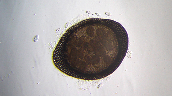 Microscopy: Microscopic Seed 001