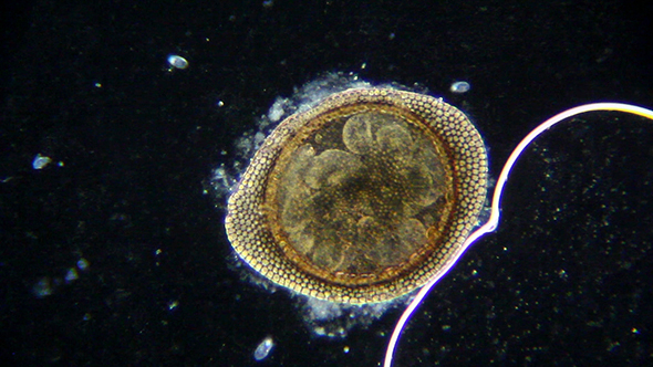 Microscopy: Microscopic Seed 003
