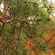 Autumn Pine Tree - VideoHive Item for Sale