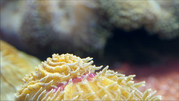 Small White Pretty Corals in the Sea