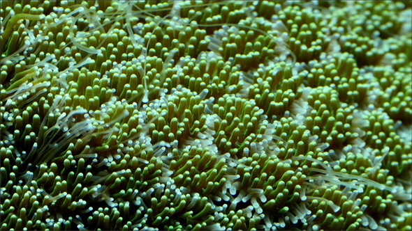Small Puffy Green Cup Like Corals on the Bed  
