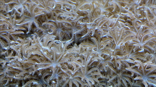 Seaweeds Like Coral are so Abundant 