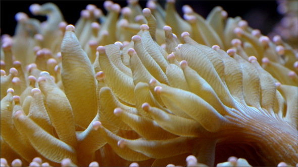 White Corals with Puffy Body in the Ocean