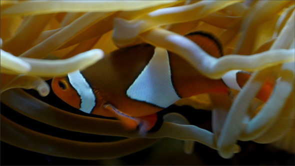 Orange Fish Swimming in the Corals