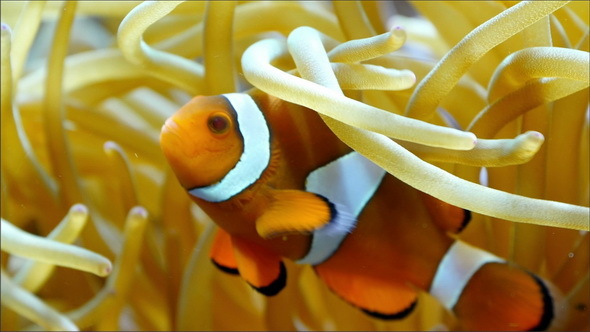 A Beautiful Clownfish Swimming Underneath  
