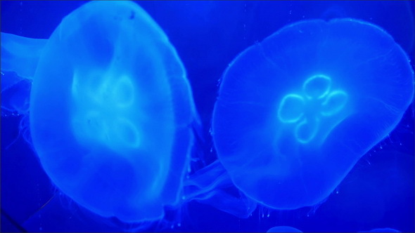 Two Jellyfishes Swimming on the Blue Water