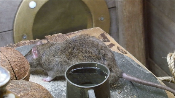A Black Rats on Top of the Table with Mug of Coffe