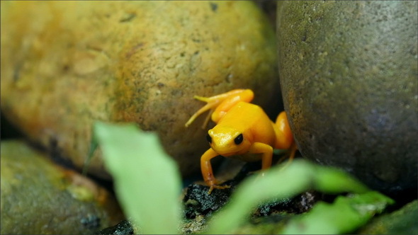 Tiny Yellow Shiny Frog in Between Rocks
