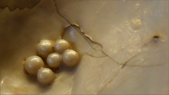 Some of the Pearls Produced by the Clam in the Sea