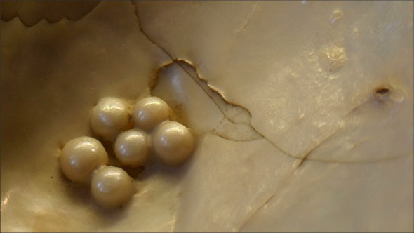 Some of the Pearls Produced by the Clam in the Sea alt
