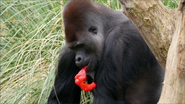 A Black Big Gorilla Eating a Red Pepper