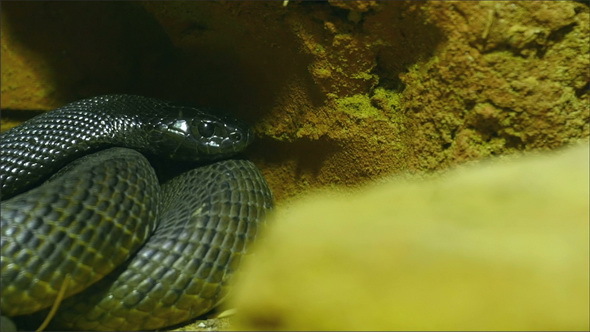 A Green Shiny Scaled Skin Snake on a Rock
