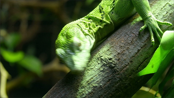 A Green Fiji Iguana Hanging on a Branch