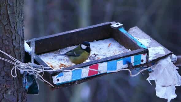 Great Tit Bird (Parus major) Eating from Feeder