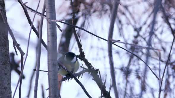 Great Tit Bird (Parus major) Sitting on Tree