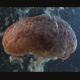 Brain in a Water Tank with Oxygen - VideoHive Item for Sale