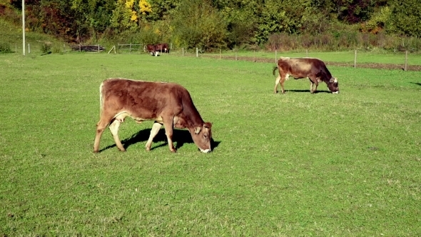 Cow Pastures At The Meadow alt