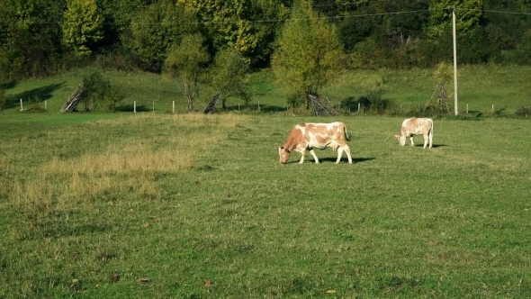 Cow Pastures At The Meadow alt