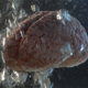 Brain in a Water Tank with Oxygen 02 - VideoHive Item for Sale