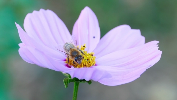 Bumblebee On a Flower Snapdragon alt