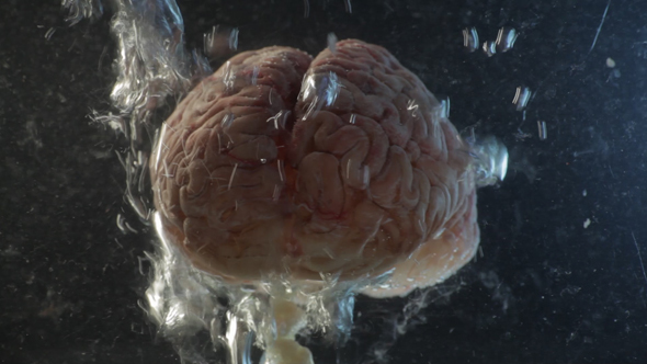 Brain in a Water Tank with Oxygen 03